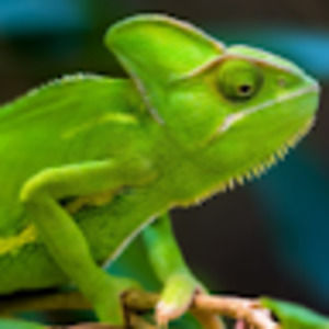 Meet your Posher, Autumn